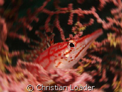 Long-nose Hawkfish at Mabul, Borneo. Olympus SP-350, sing... by Christian Loader 